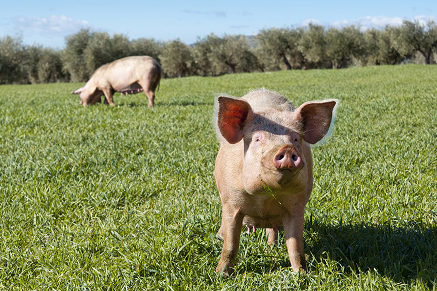 Porc fermier sud ouest Pyrénées-Atlantiques