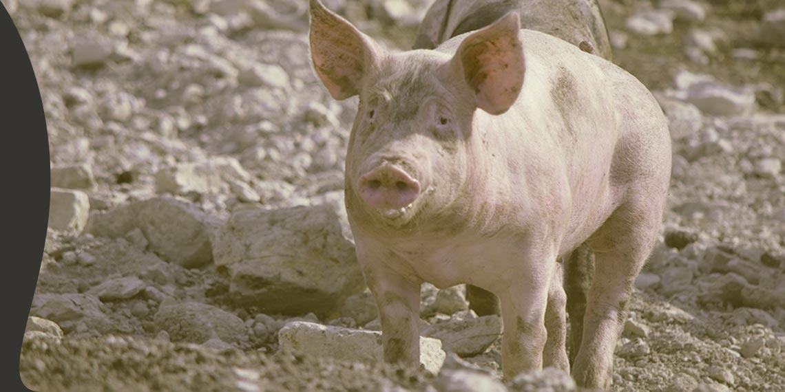 Association produits fermiers du sud ouest 64